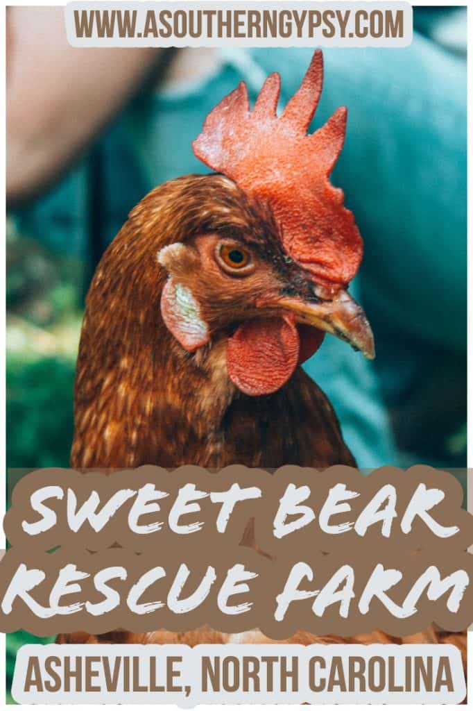 Looking for things to do in Asheville, North Carolina? Check out this amazing micro sanctuary founded by vegans and owners of Sanctuary Brewing Company. Give Sweet Bear Rescue Farm a visit on your next trip to North Carolina! #ashevillenc #asheville #northcarolina #sanctuary #farmsanctuary #animalsanctuary #animals #ethicalanimaltourism #responsibletravel #ethicaltravel #vegantravel 