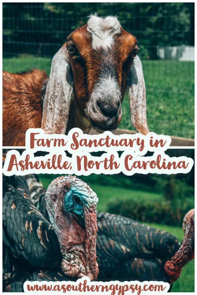 Looking for things to do in Asheville, North Carolina? Check out this amazing micro sanctuary founded by vegans and owners of Sanctuary Brewing Company. Give Sweet Bear Rescue Farm a visit on your next trip to North Carolina! #ashevillenc #asheville #northcarolina #sanctuary #farmsanctuary #animalsanctuary #animals #ethicalanimaltourism #responsibletravel #ethicaltravel #vegantravel 