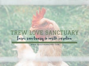 Read more about the article Trew Love Rescue + Sanctuary | Farm Eco-Sanctuary in North Carolina