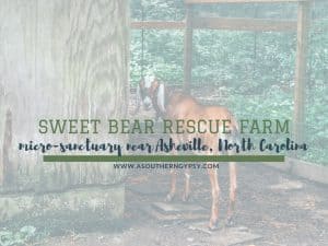 Read more about the article Visiting a Micro Sanctuary in Asheville, North Carolina