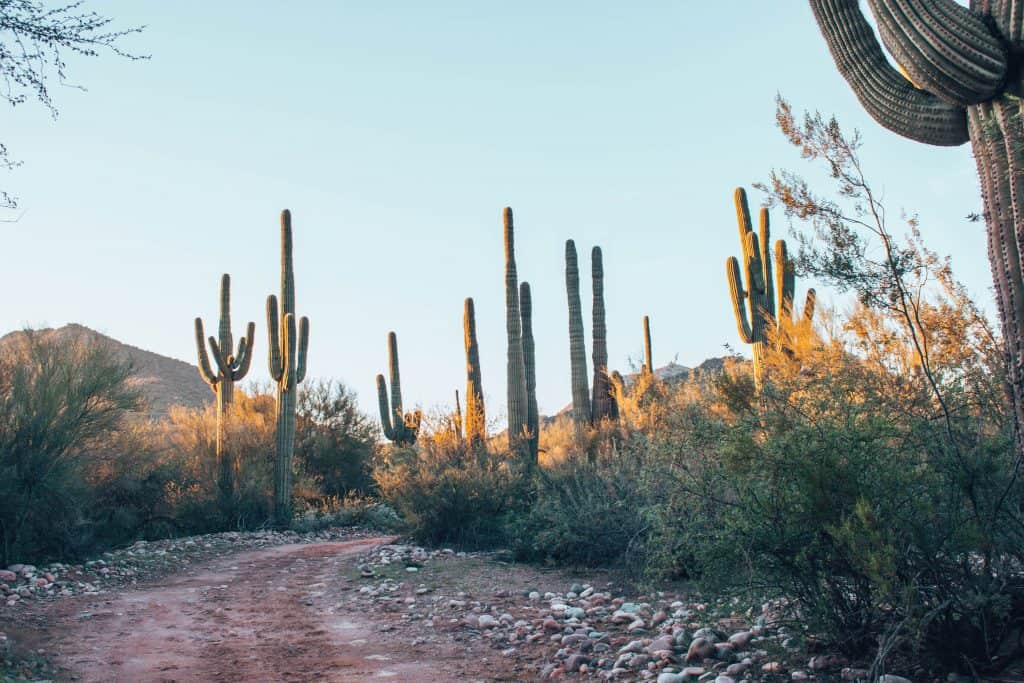 things to do in mesa arizona