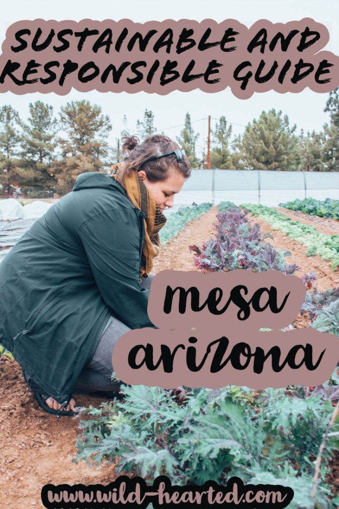 things to do in mesa arizona