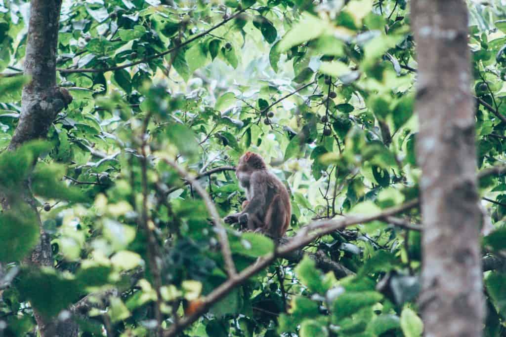 chitwan jungle safari