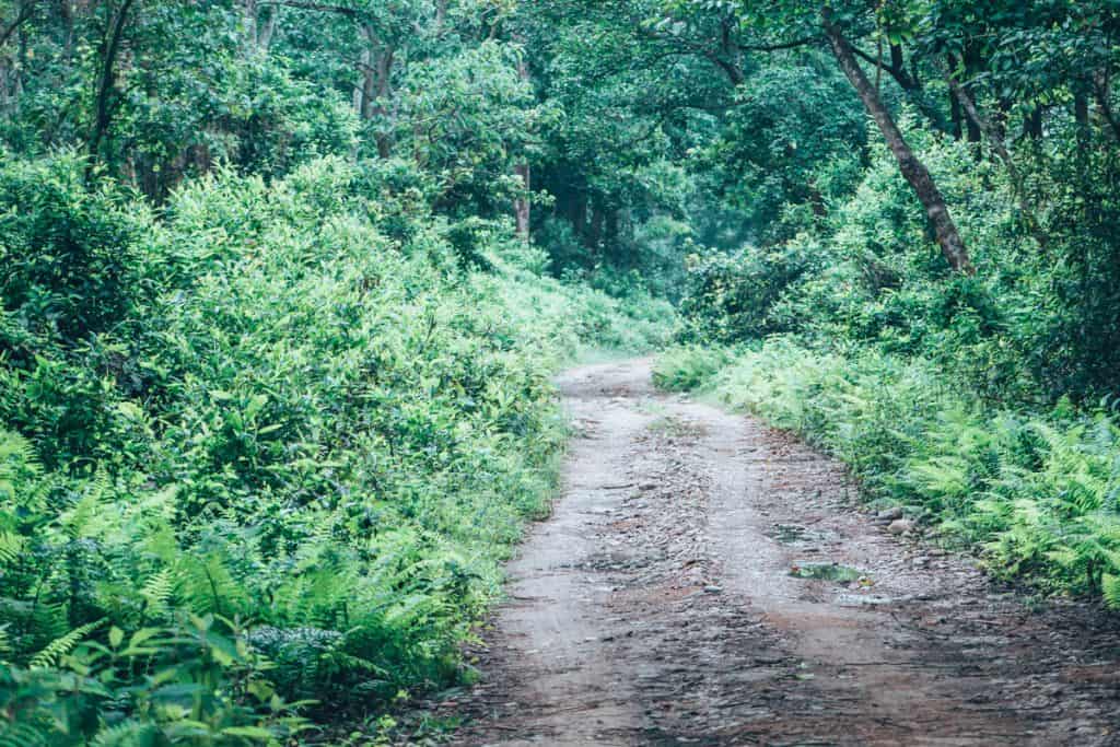 chitwan jungle safari