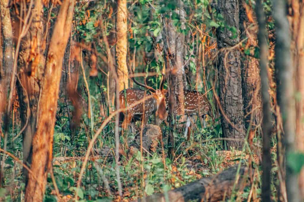 chitwan jungle safari