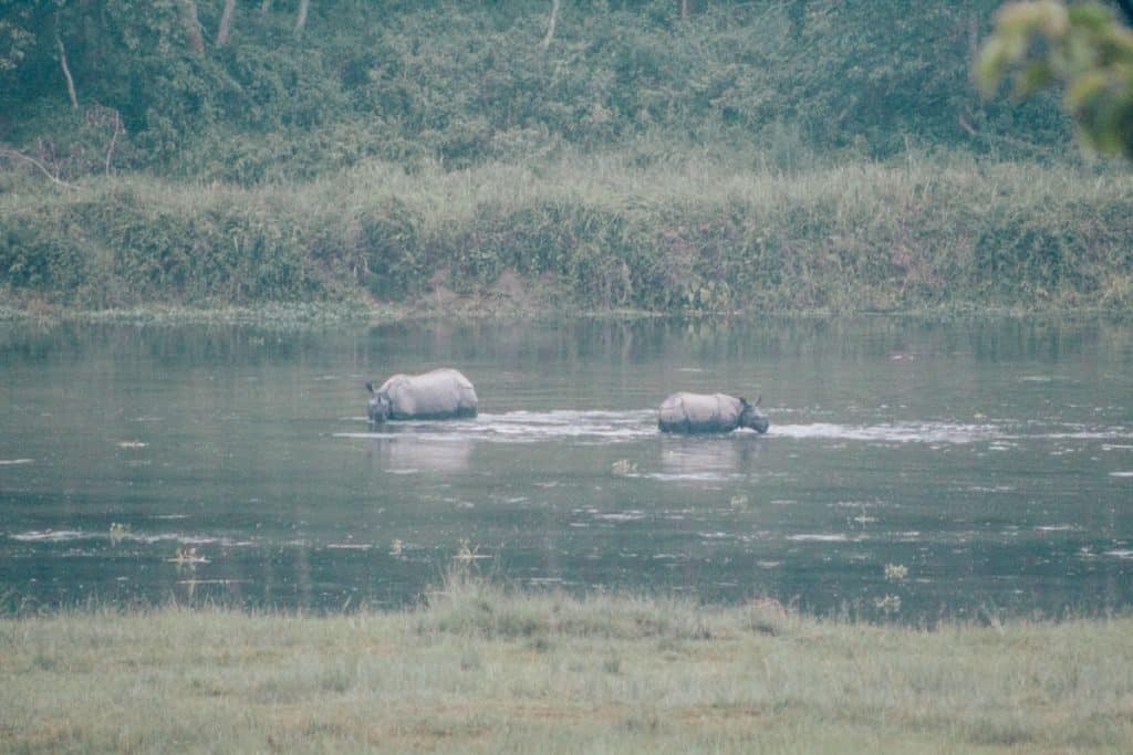 chitwan jungle safari