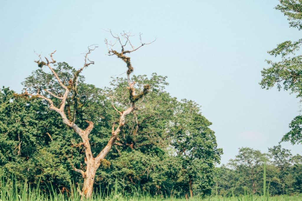 chitwan national park jungle safari