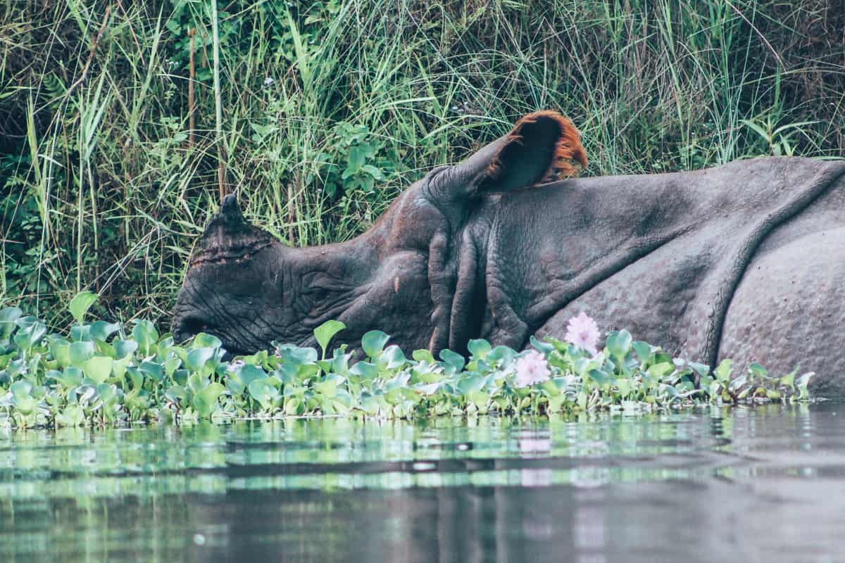 chitwan jungle safari