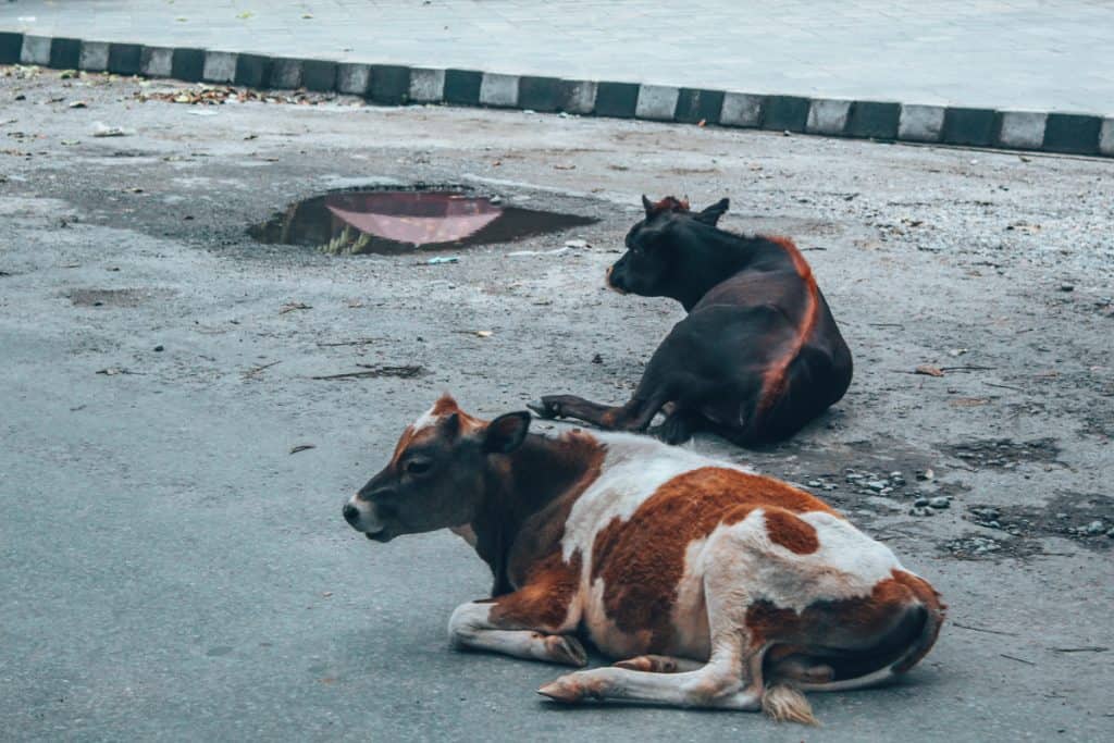 vegan in nepal