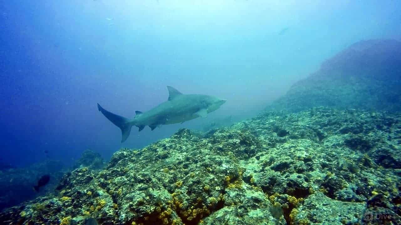 best places to dive with sharks