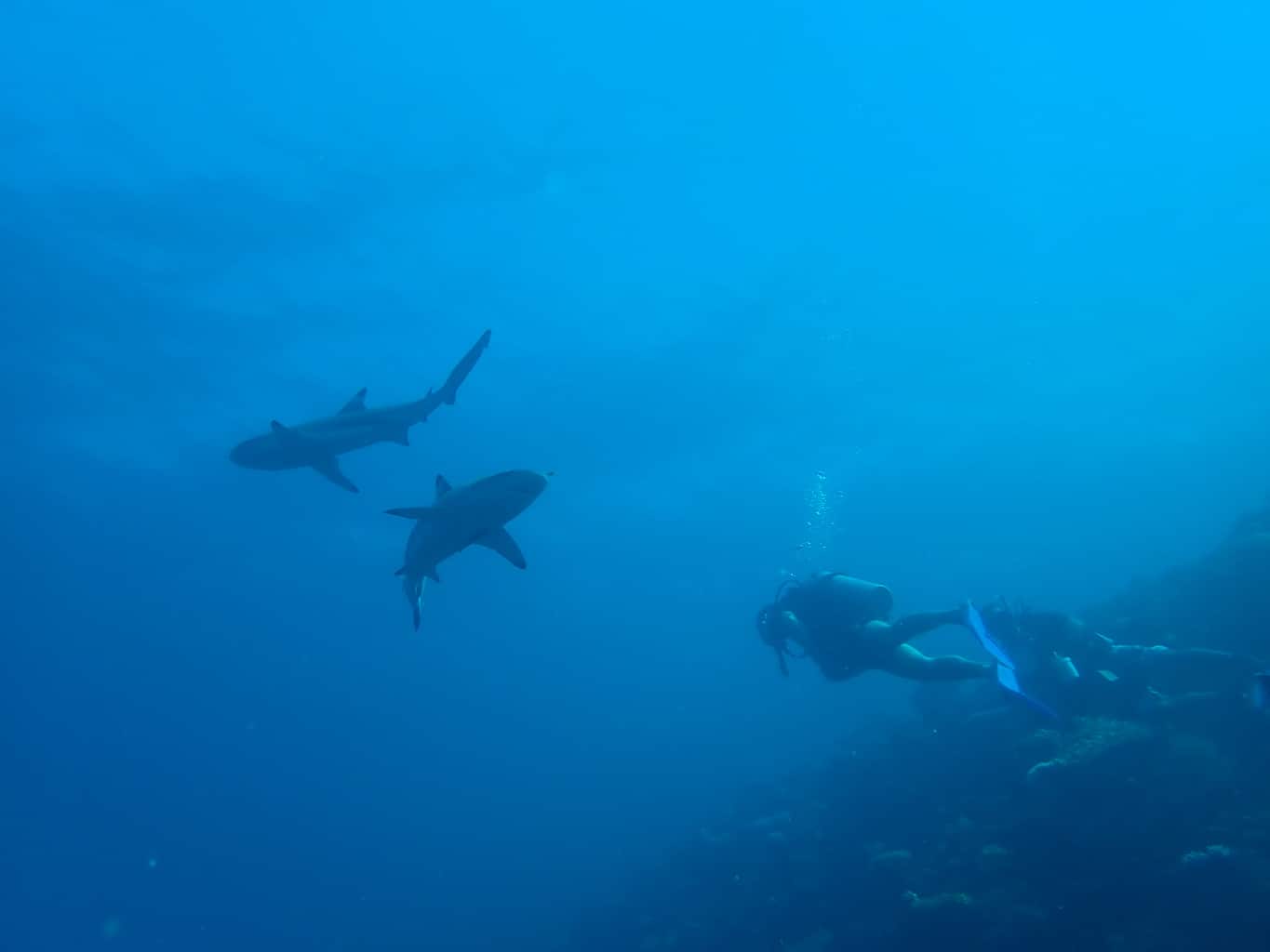 best places to dive with sharks