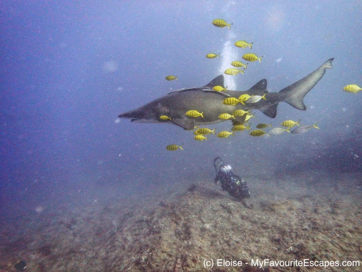 best places to dive with sharks