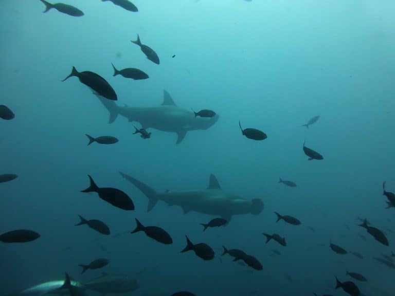 Read more about the article 9 Shark Conservation Organizations to Support + How You Can Save Sharks