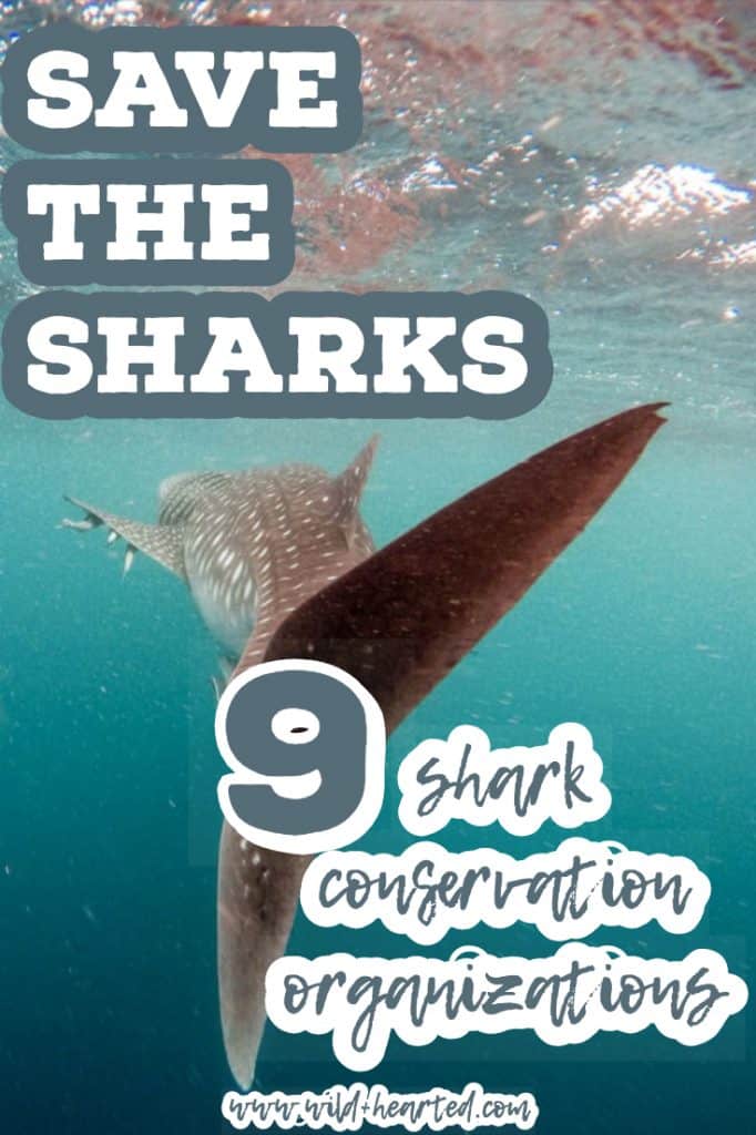 Save the Sharks Shark Conservation Organizations to Follow + Support