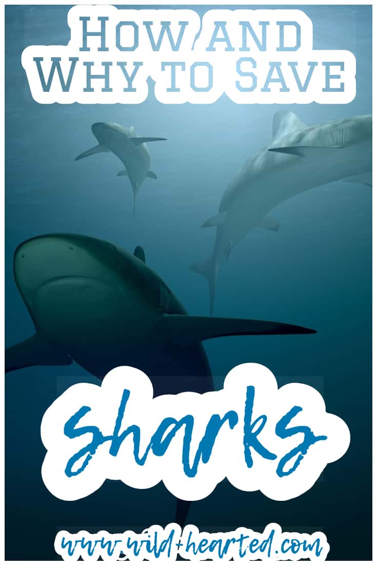 save the sharks 