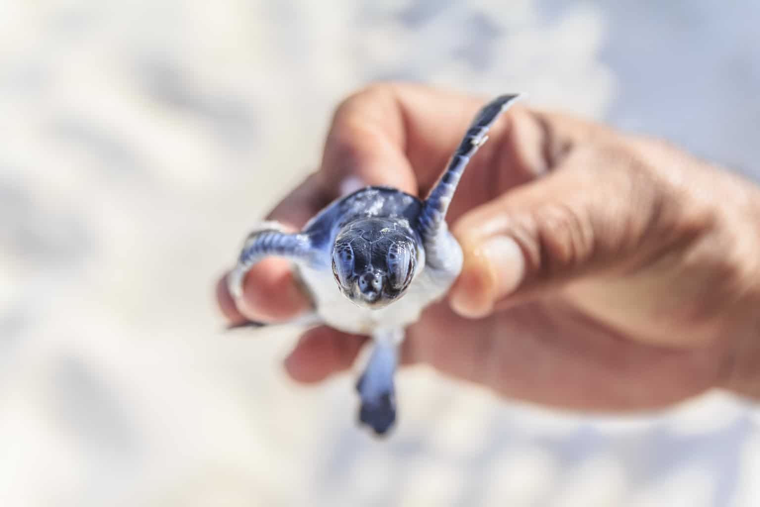 seat turtle rescue florida | baby sea turtle being held