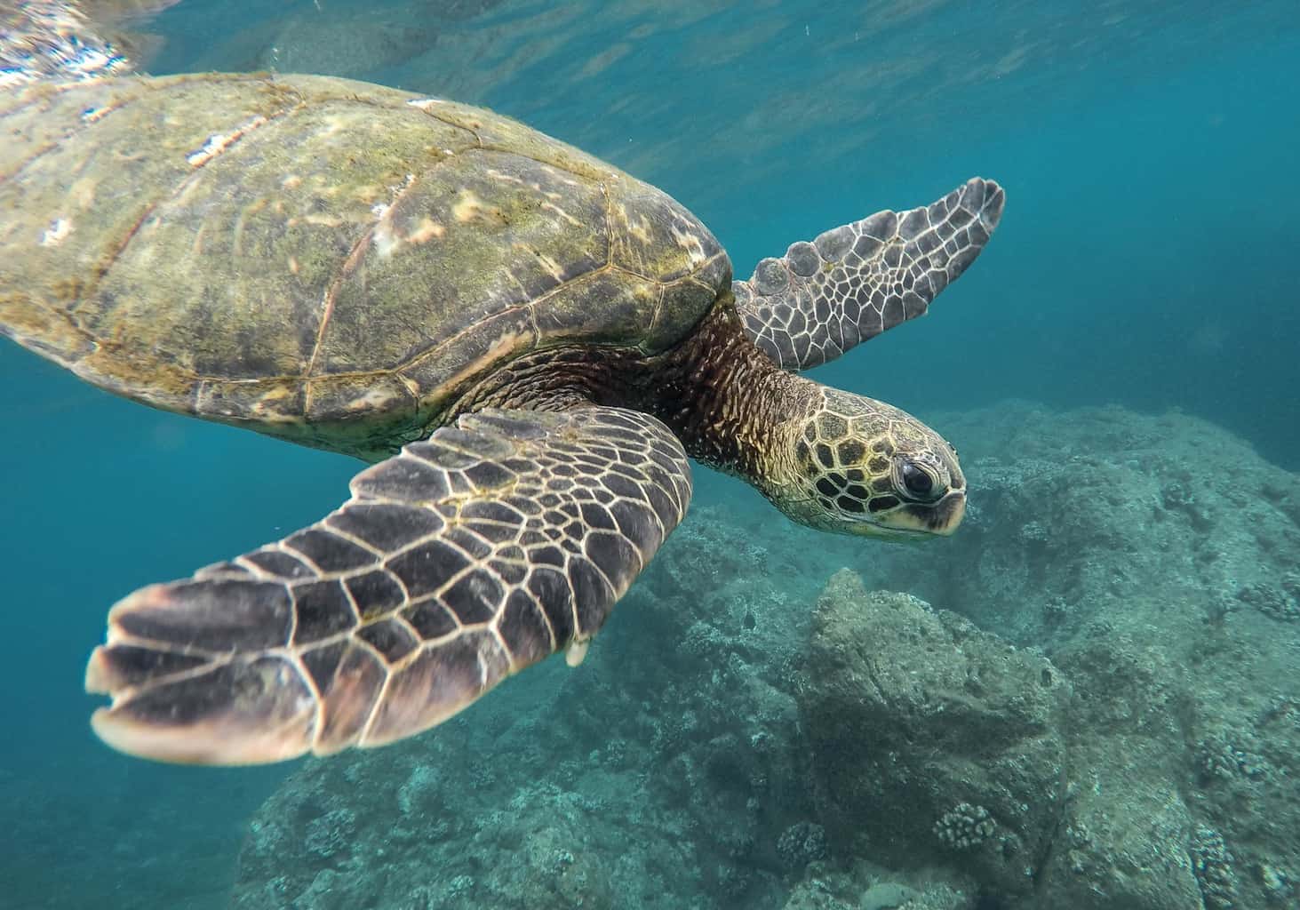 Shore Diving at the Deerfield Beach Pier in Florida - Wild Hearted