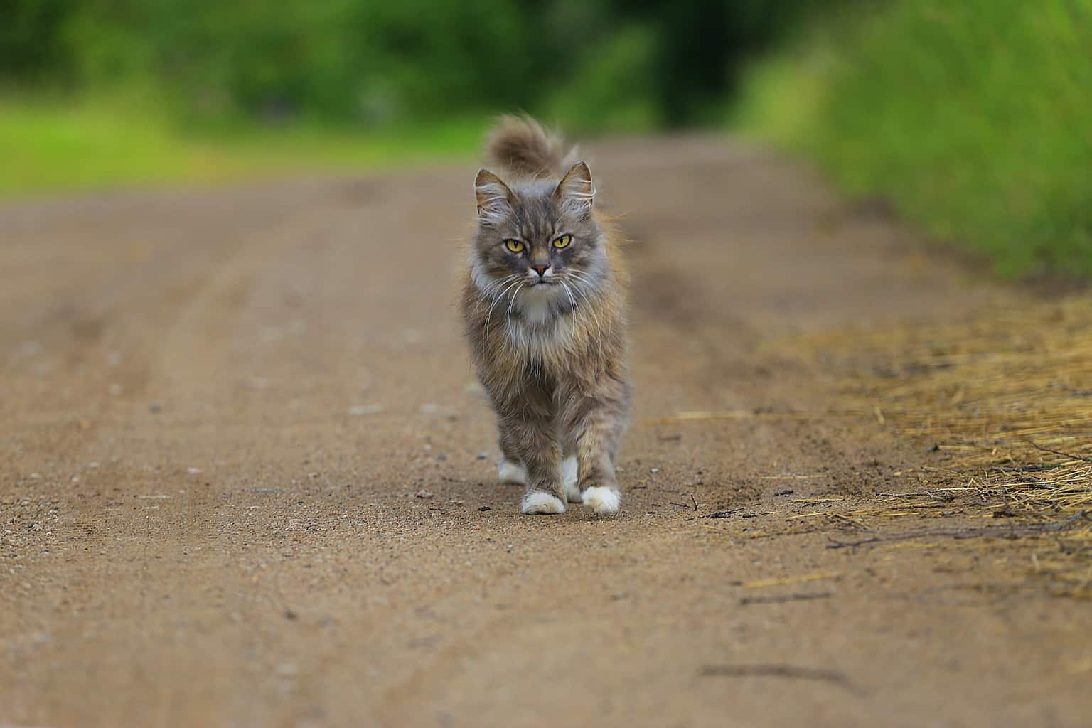 russian cat