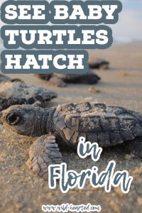 Sea Turtle Rescue Florida | How to See and Help Baby Sea Turtles Hatch