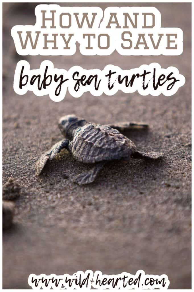 Sea Turtle Rescue Florida | How to See and Help Baby Sea Turtles Hatch