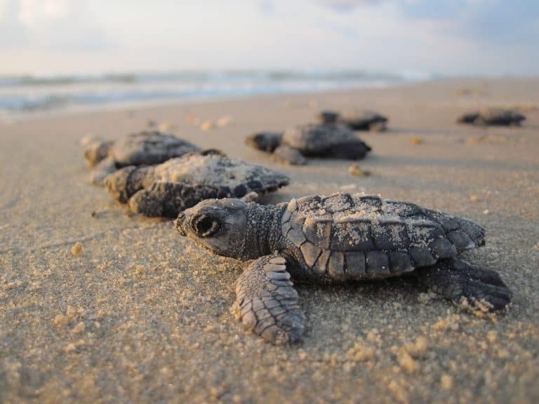 Read more about the article How to Ethically See Baby Sea Turtles Hatch in Ft. Lauderdale, Florida