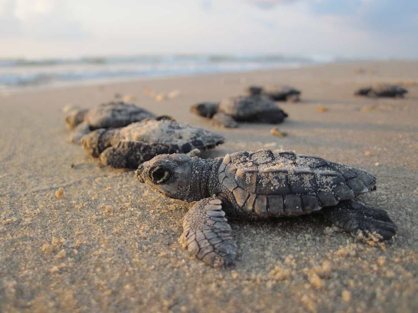 sea turtle rescue florida