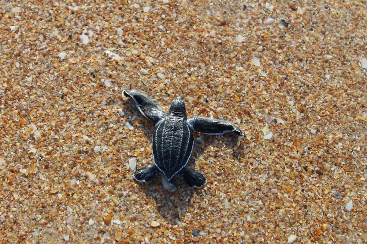 sea turtle rescue