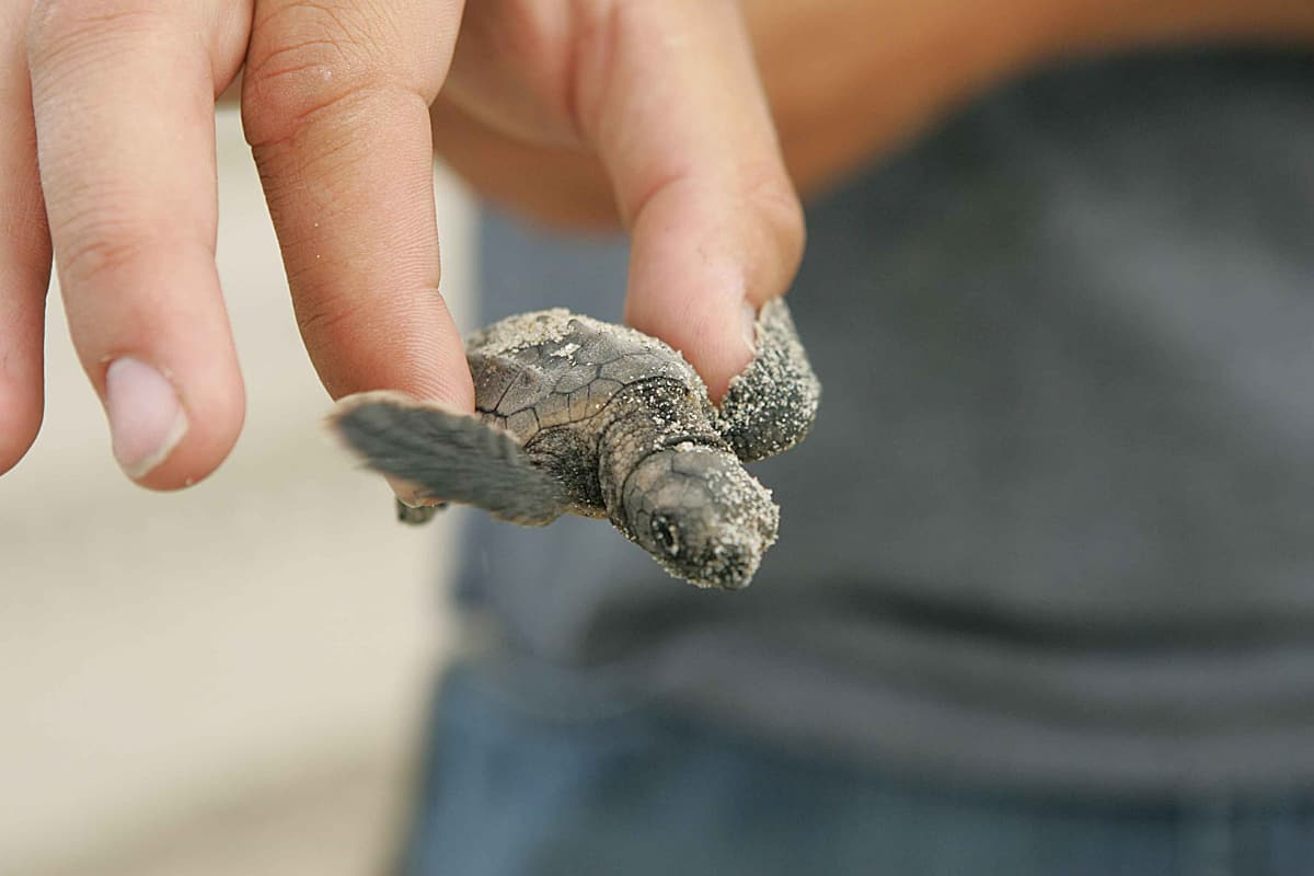 sea turtle rescue florida | holding baby loggerhead