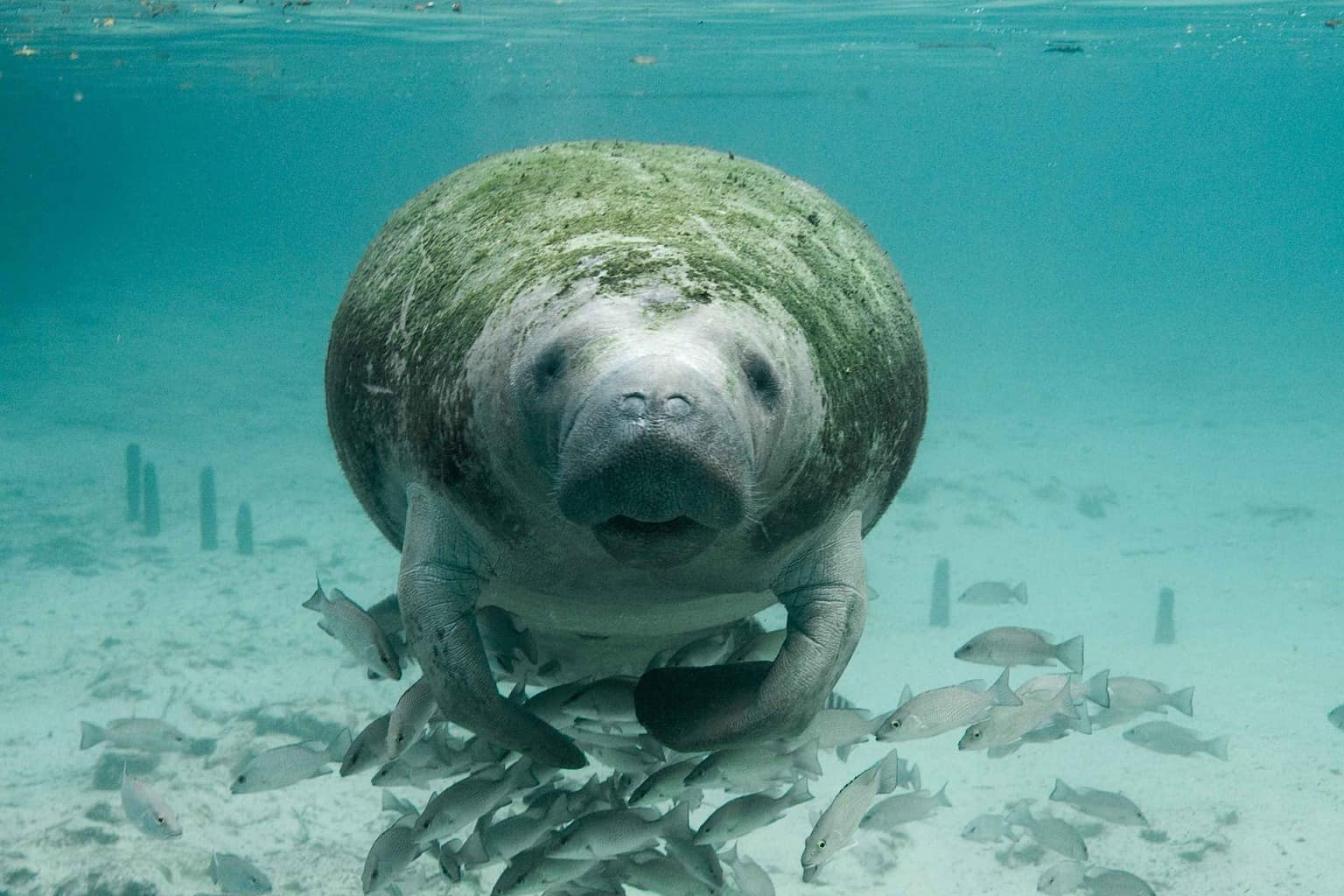 kayaking with manatees