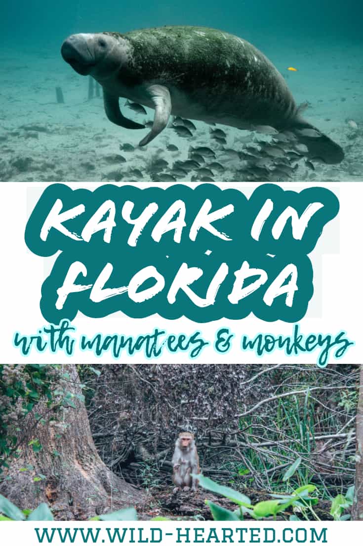 kayaking with manatees