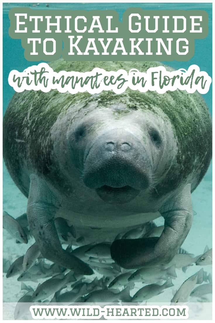 kayaking with manatees