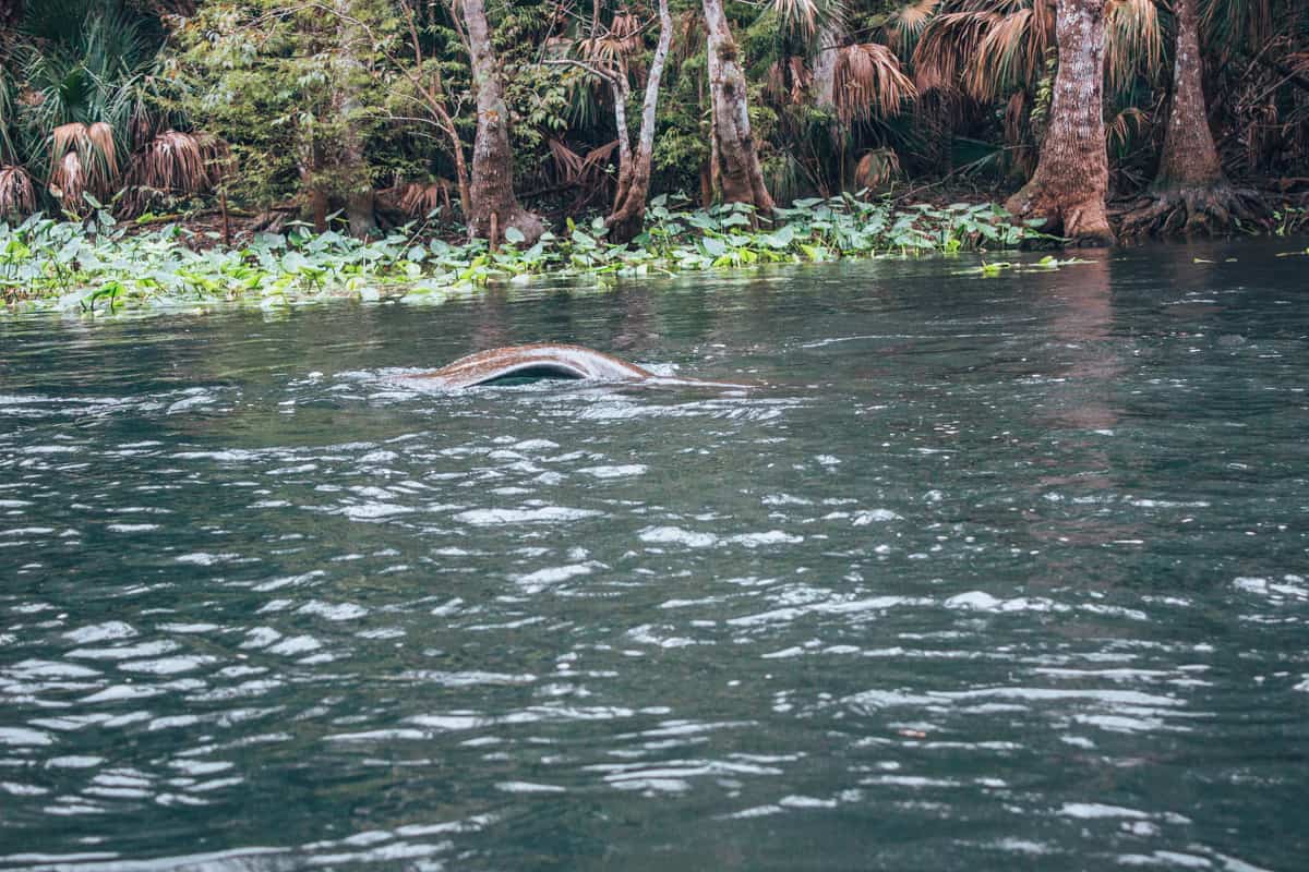 kayaking with manatees