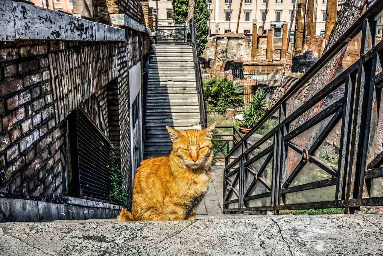 cat sitting on a set of stairs