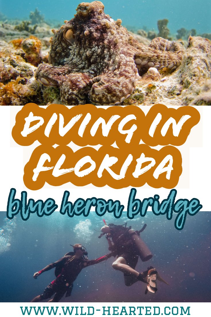 blue heron bridge scuba