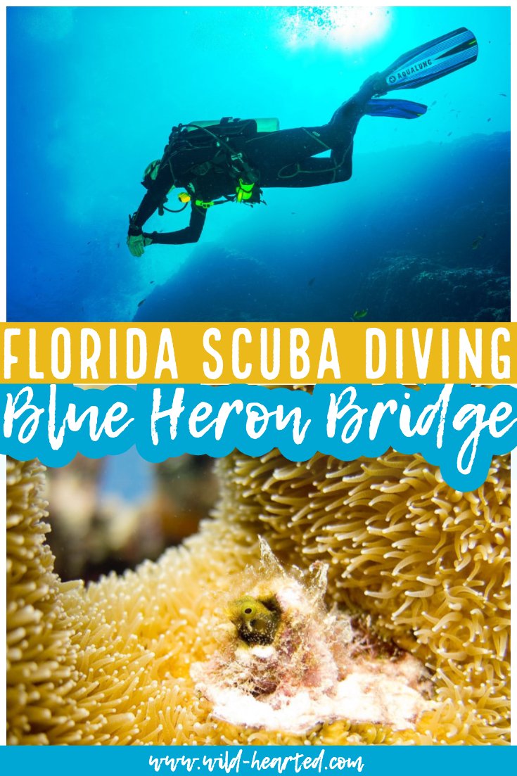 blue heron bridge scuba