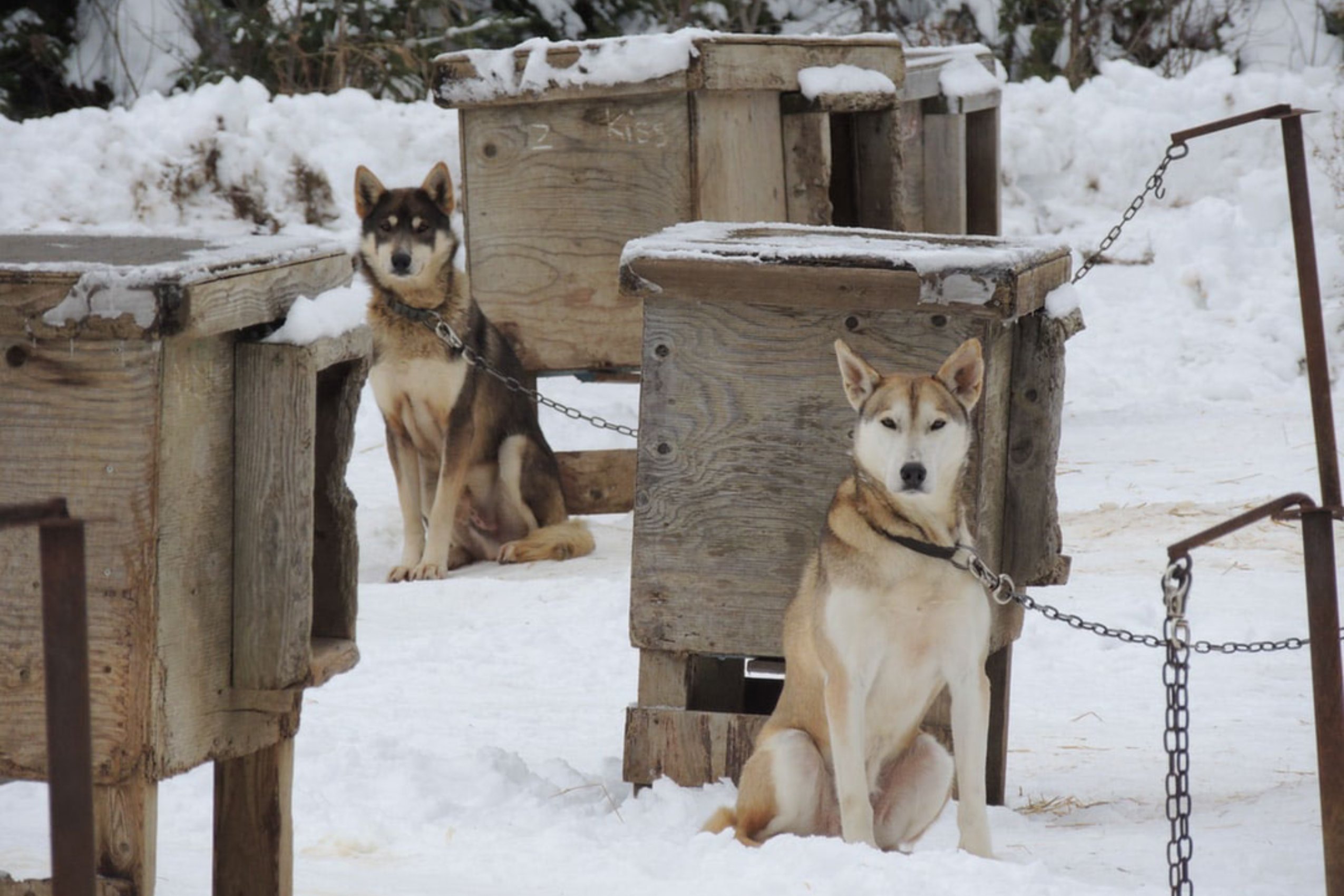 facts about dog sledding