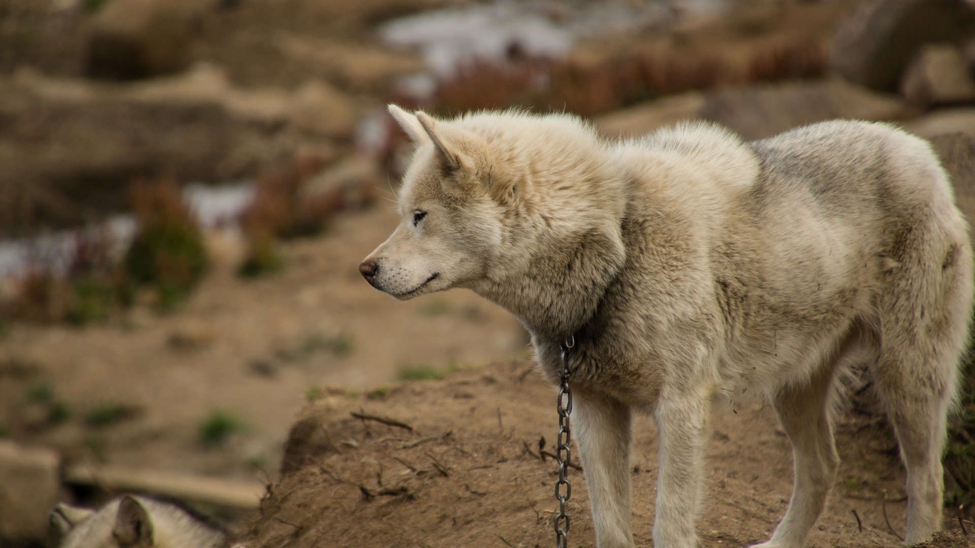 facts about dog sledding