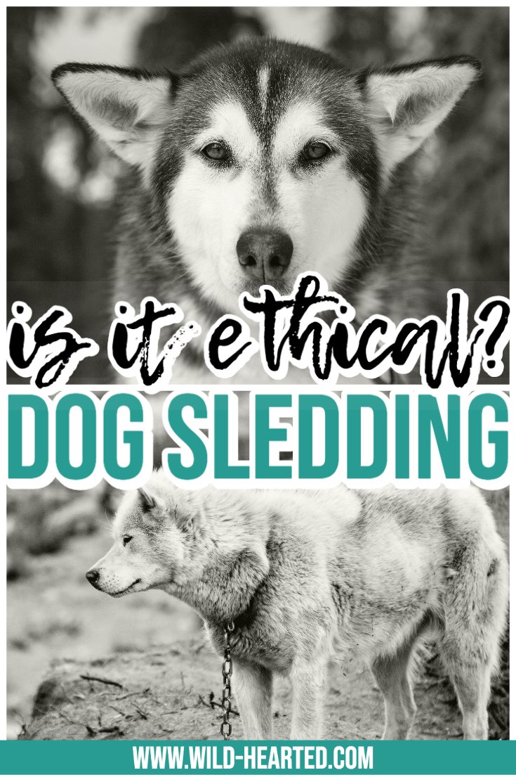 facts about dog sledding