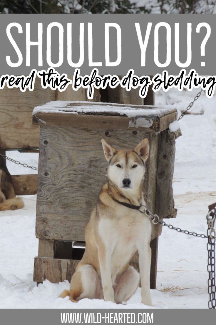 facts about dog sledding