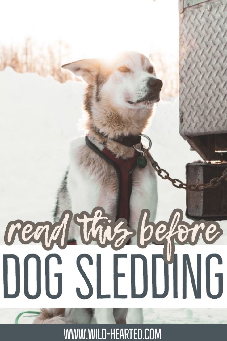 facts about dog sledding