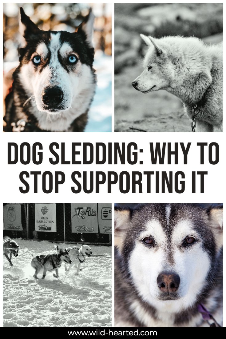 facts about dog sledding