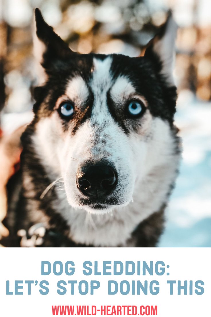 facts about dog sledding