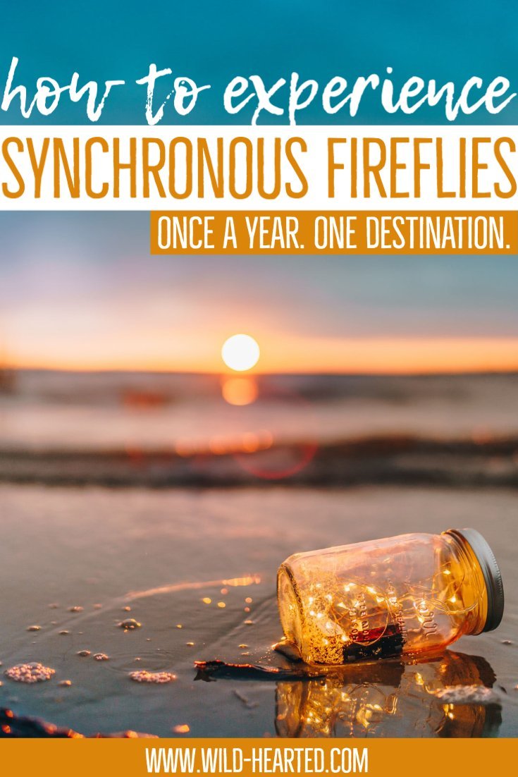 synchronous fireflies