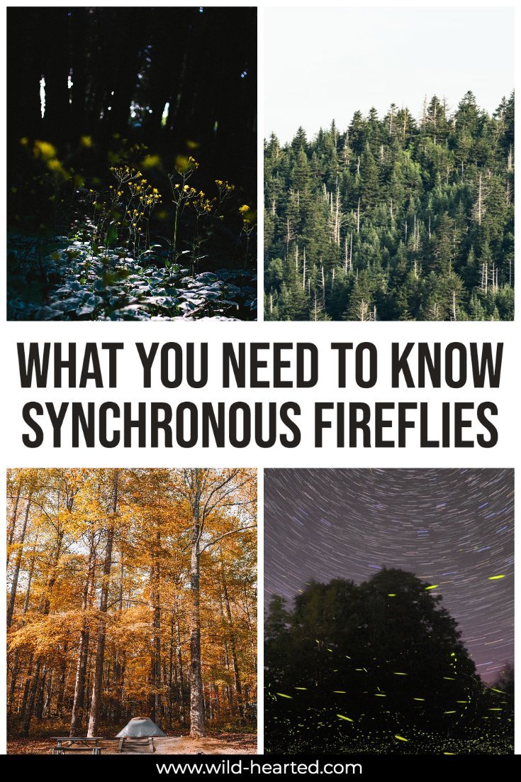 synchronous fireflies