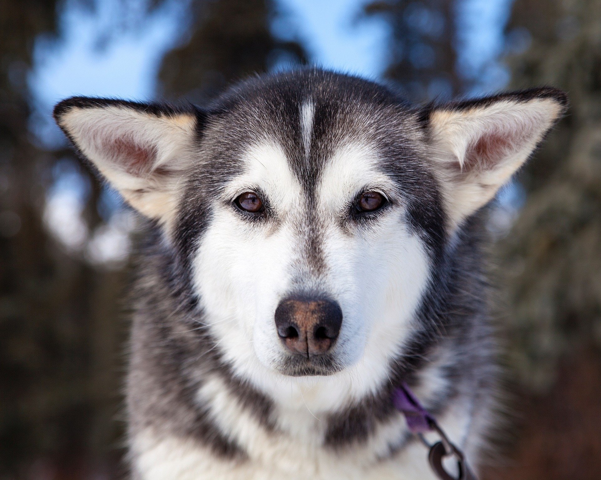 what dogs are used to pull sleds