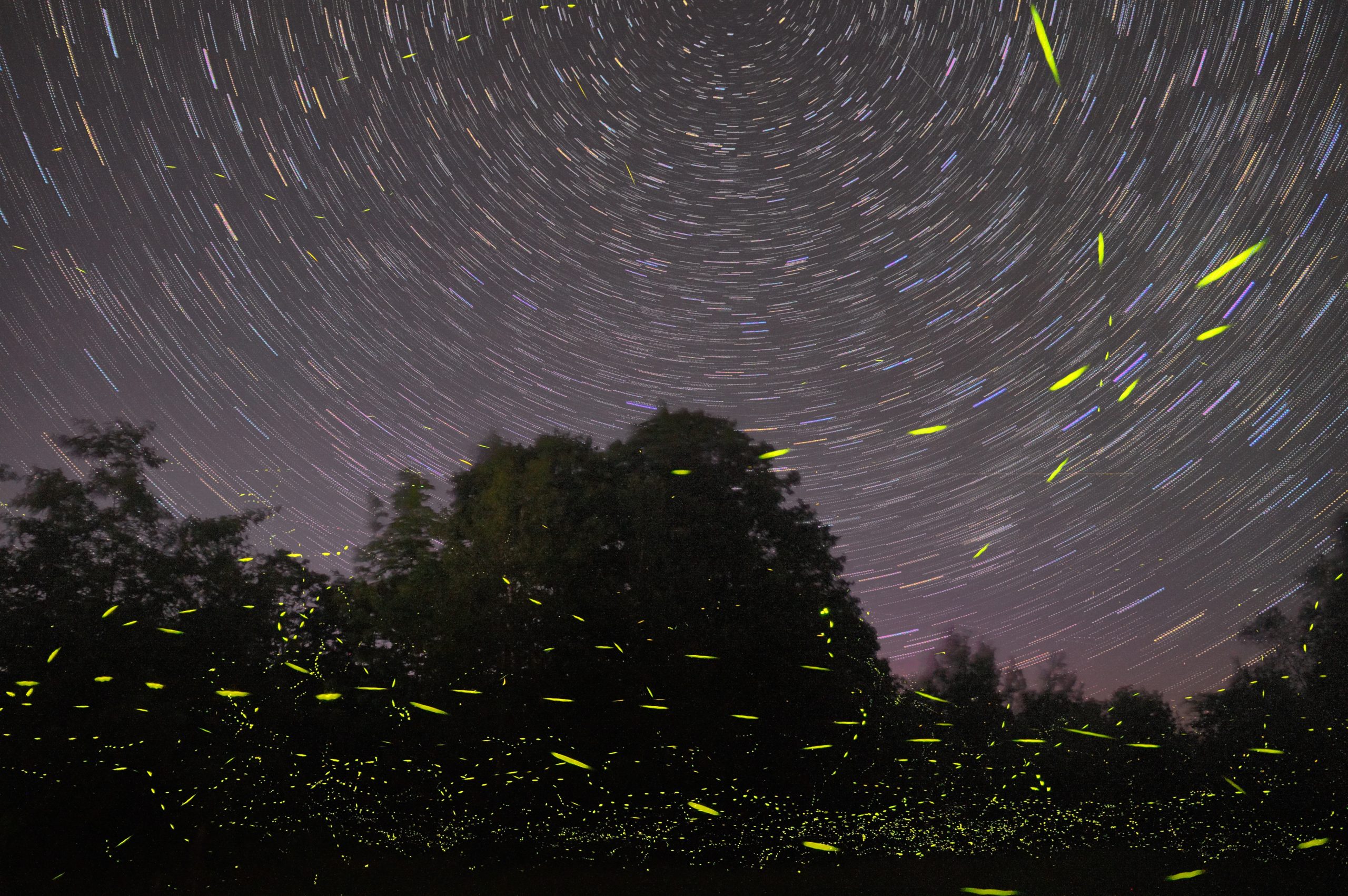 synchronous fireflies