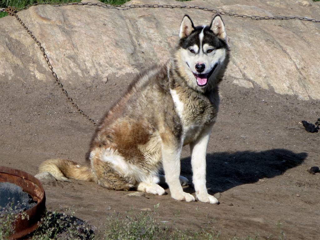 facts about dog sledding