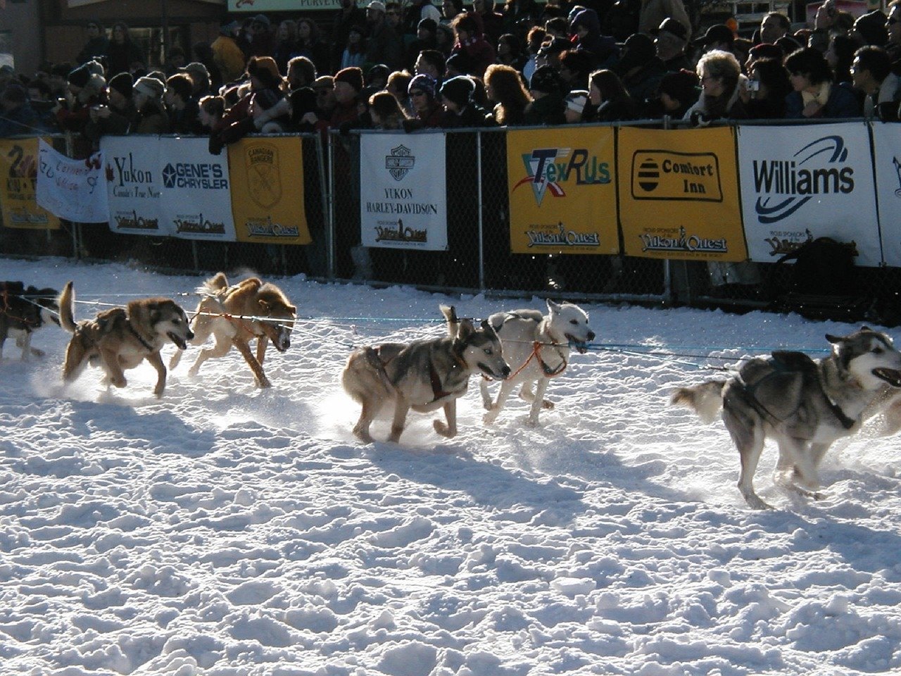 facts about dog sledding