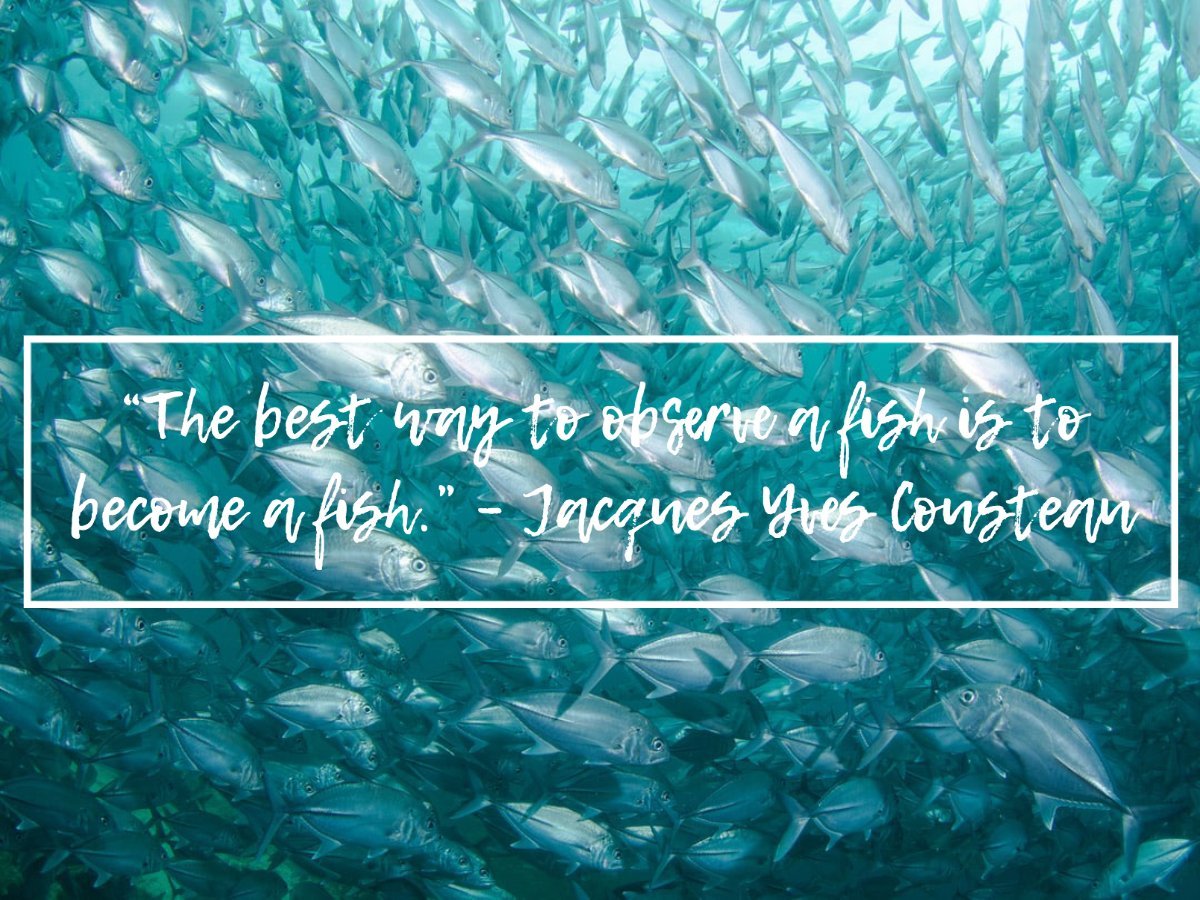 scuba diving quotes