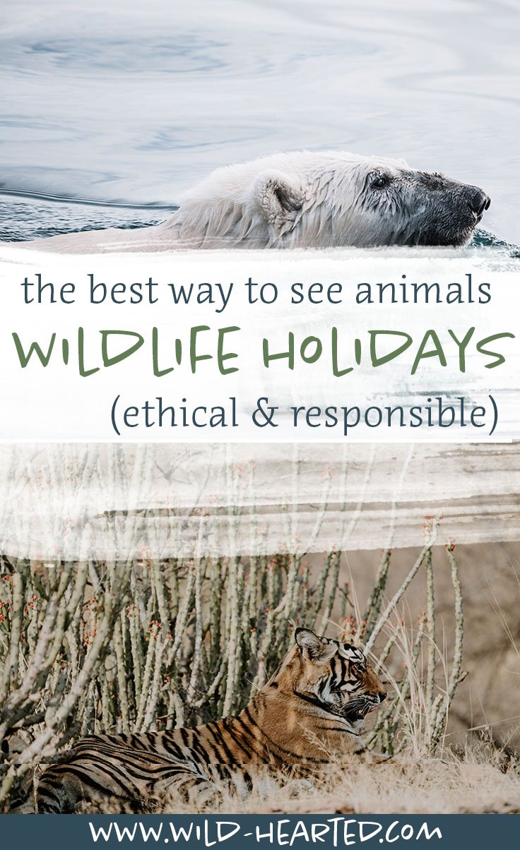 wildlife holidays